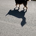 sombra cão.jpg